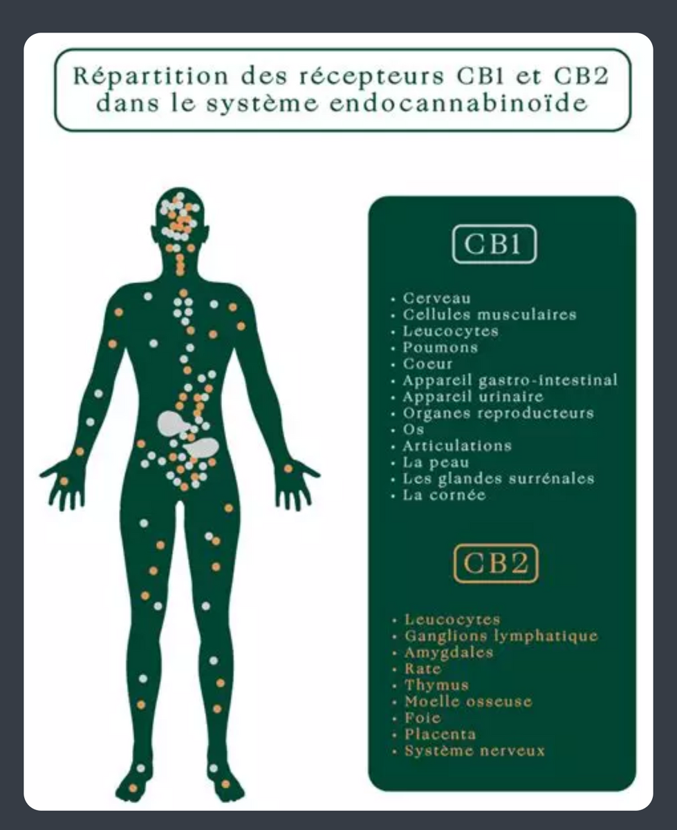 Le CANNABIDIOL : Un Allié Naturel pour la Gestion du Stress et de l’An ...