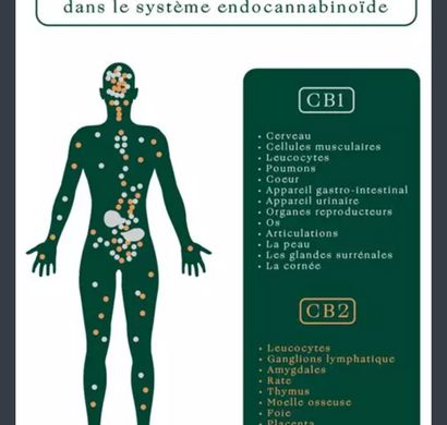 CANNABIDIOL: A Natural Ally for Stress and Anxiety Management