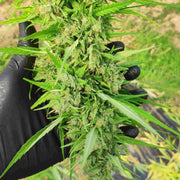 Fleur cbd fraîche