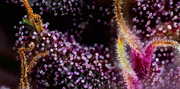 Cannabinoïdes trichomes zoom