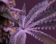 Feuille avev trichomes