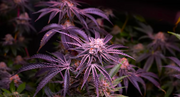 Plante CBD avant récolte
